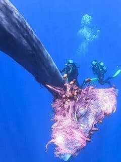 Sperm Whale Rescue