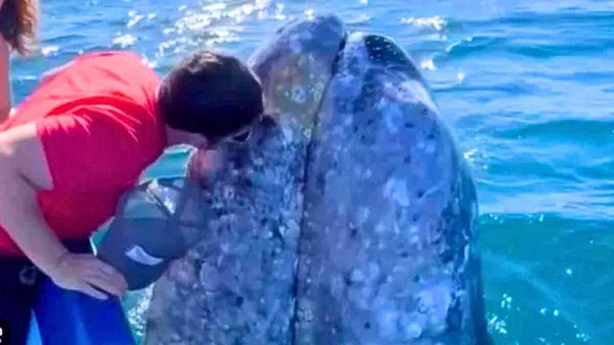 Tourists Kiss Friendly Whale