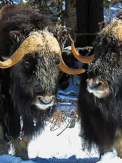 Muskox in Sweden are Dying Out