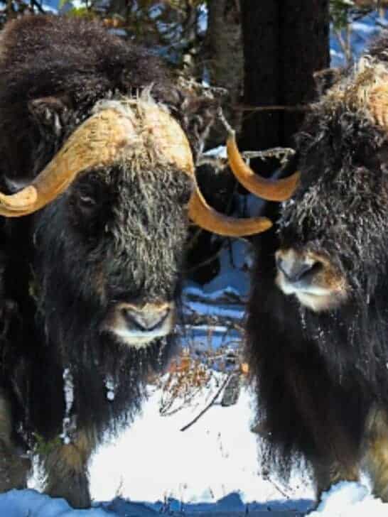 Muskoxen in Sweden are Dying Out &ndash; Here&rsquo;s How You Can Help