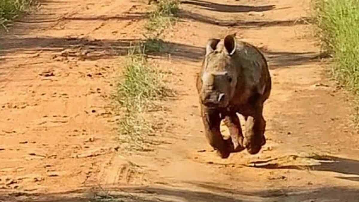 Excited Baby Rhino