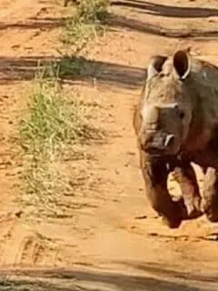 Excited Baby Rhino