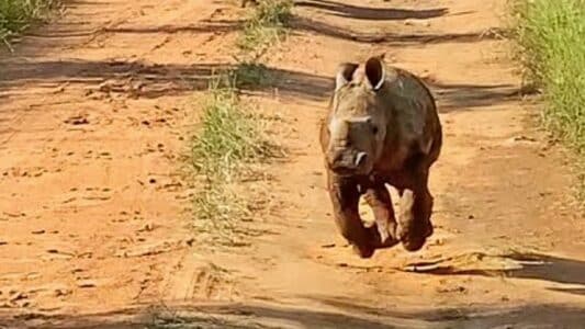 The Most Excited Baby Rhino Ever