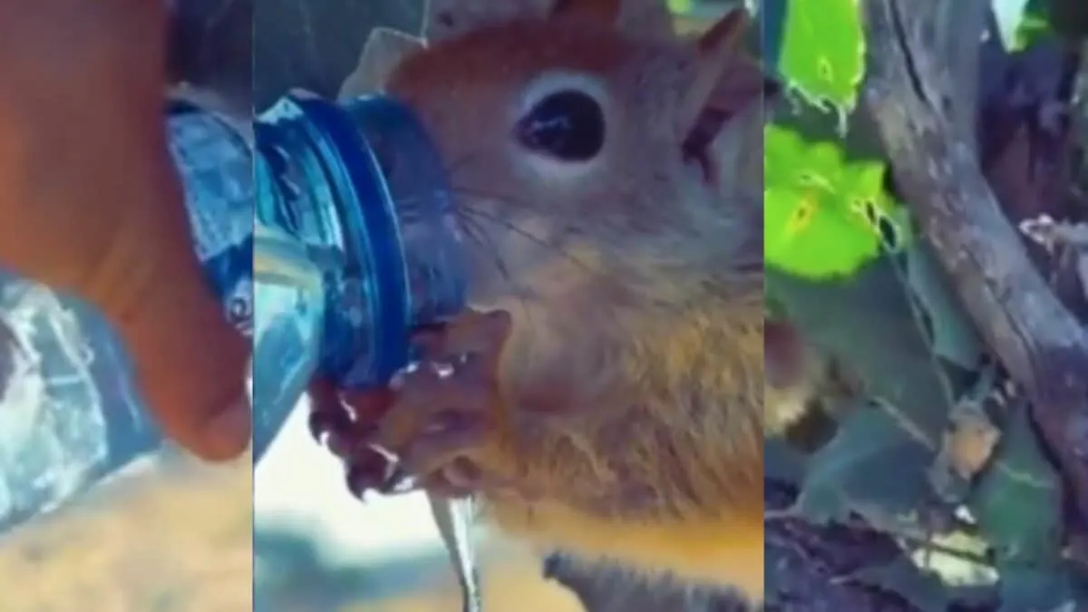thirsty squirrel