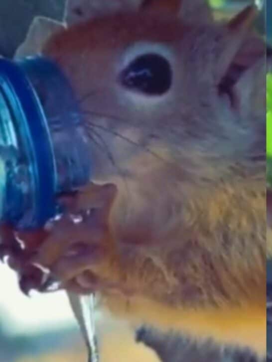 Thirsty Squirrel Drinks from Water Bottle