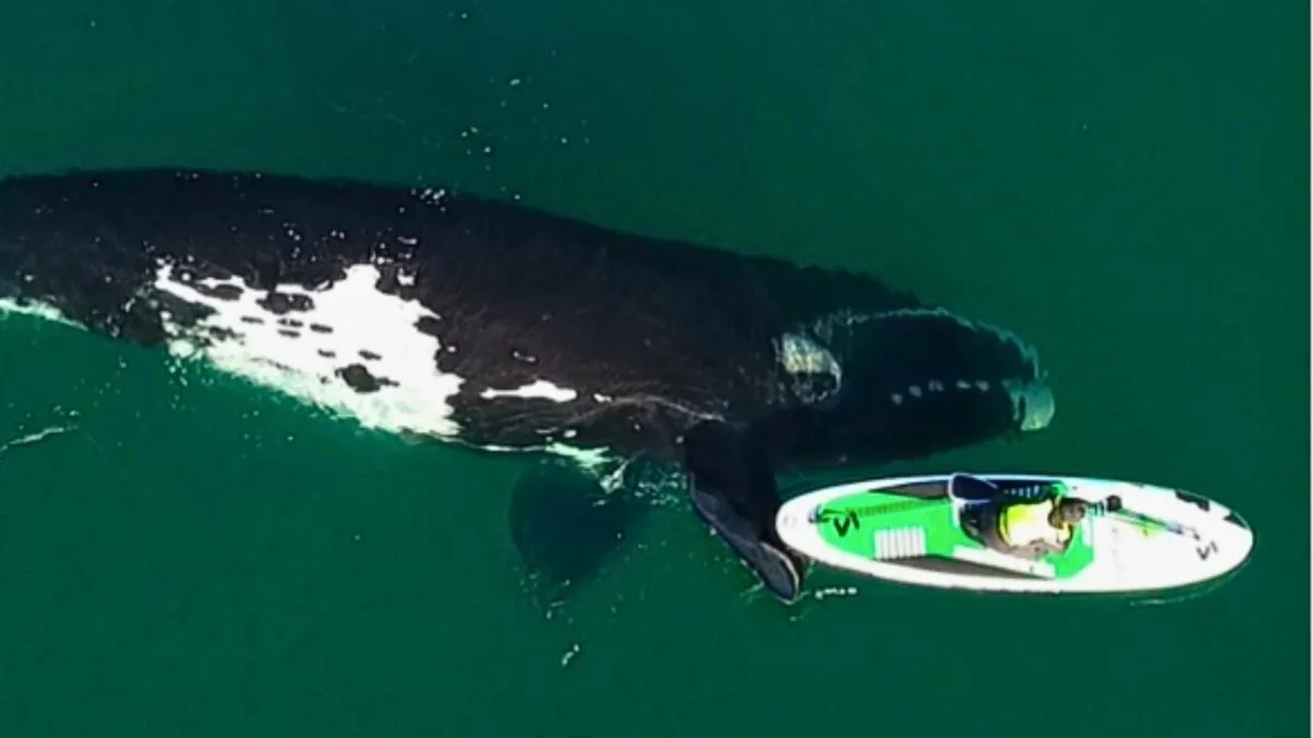 Whale Gently Pushes Paddleboarder With Fin
