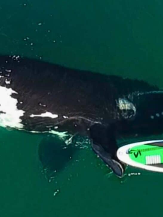 Watch a Whale Gently Pushes Paddleboarder With Fin