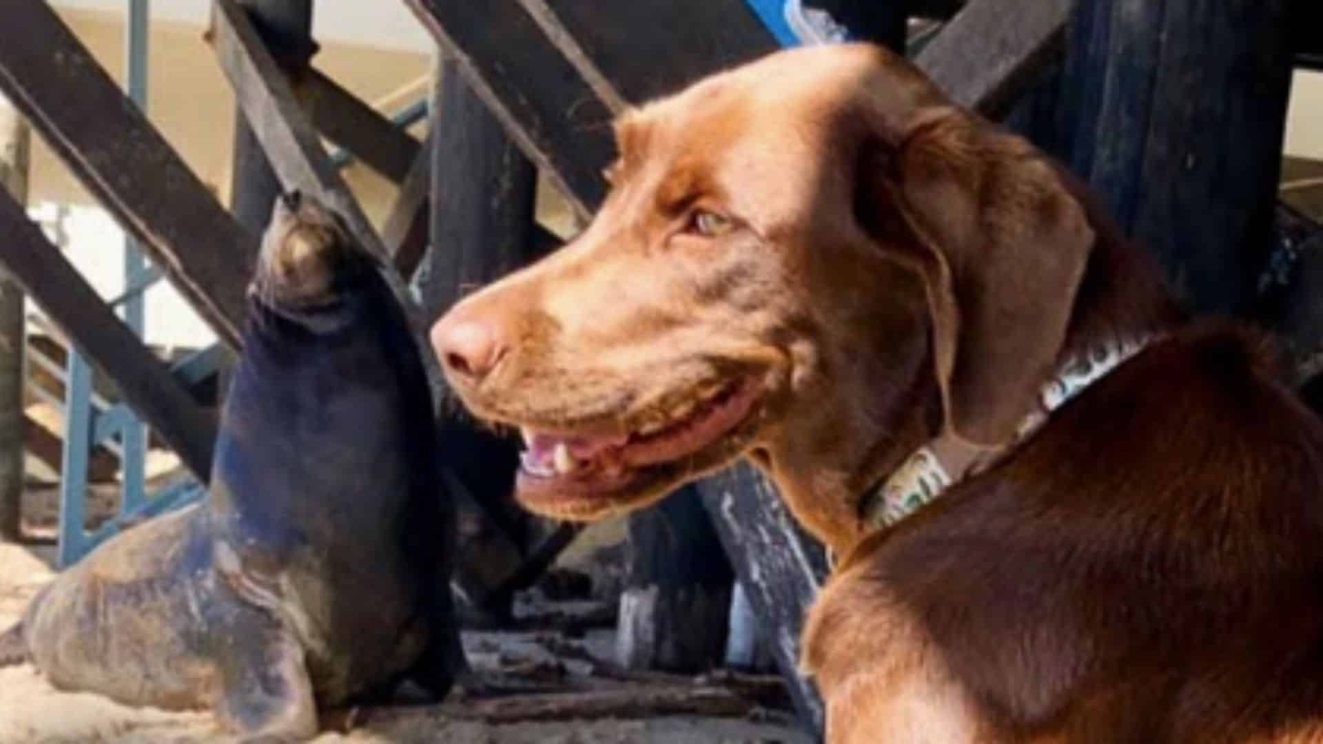 Sea Lion Visits His Dog BFF Every Day