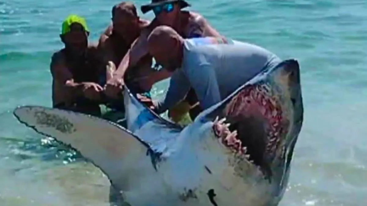Florida Beachgoers Rescues Shark