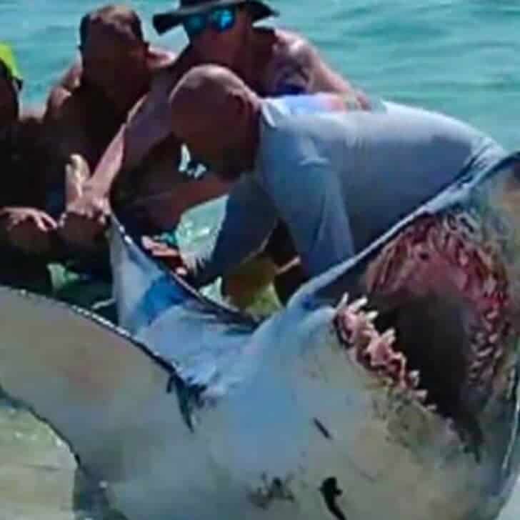 Florida Beachgoers Rescues Shark
