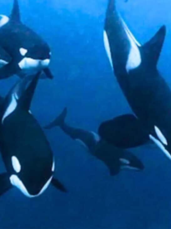 Watch: Man goes diving with 50 Orcas