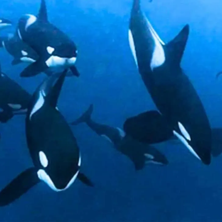 Man goes diving with 50 Orcas