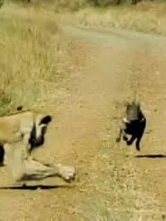 Warthog Walks Into Lioness Ambush