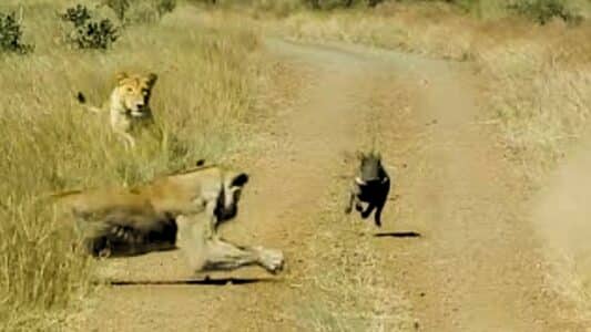 Warthog Ambushed by Lions