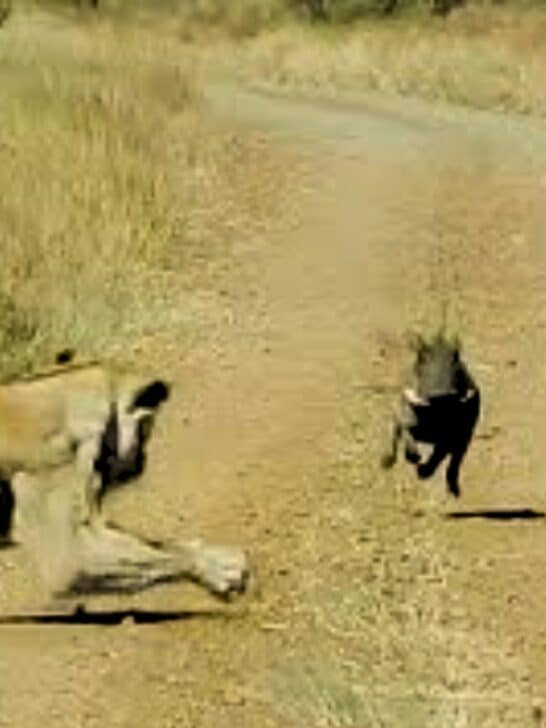 Watch: Warthog Walks Into Lioness Ambush