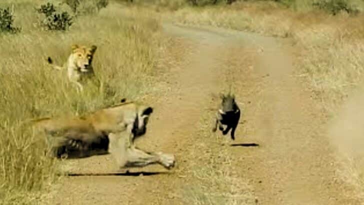 Watch: Warthog Walks Into Lioness Ambush