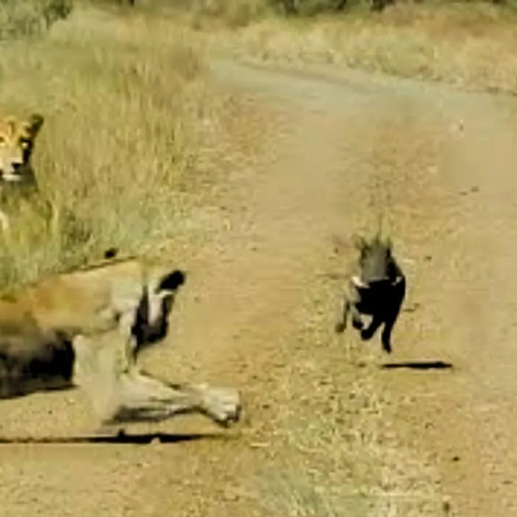 Warthog Walks Into Lioness Ambush