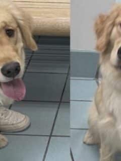Family Takes Wrong Dog from DayCare