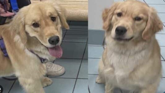 Family Mistakenly Takes Wrong Dog from DayCare