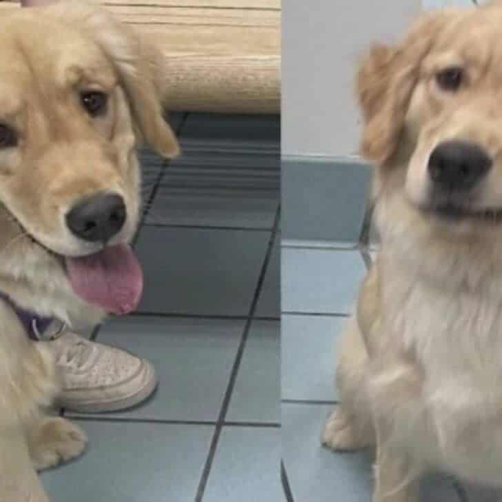 Family Takes Wrong Dog from DayCare