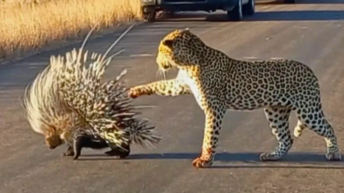 Hungry Leopard Gets Defeated By Prickly Porcupine