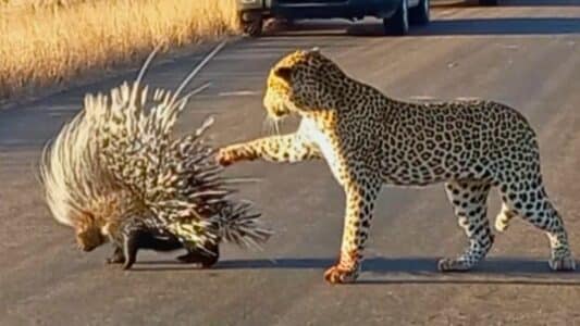 Porcupine Defends Itself Against Hungry Leopard
