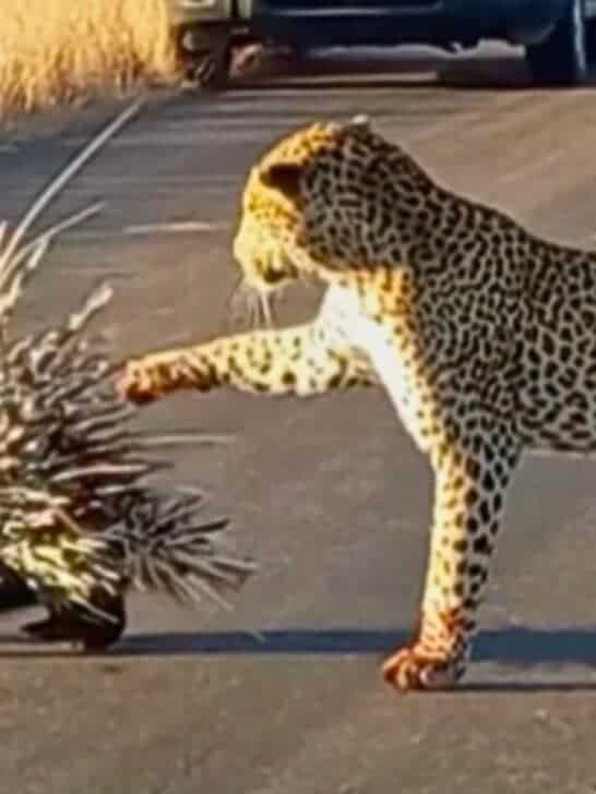 Porcupine Defends Itself Against Hungry Leopard