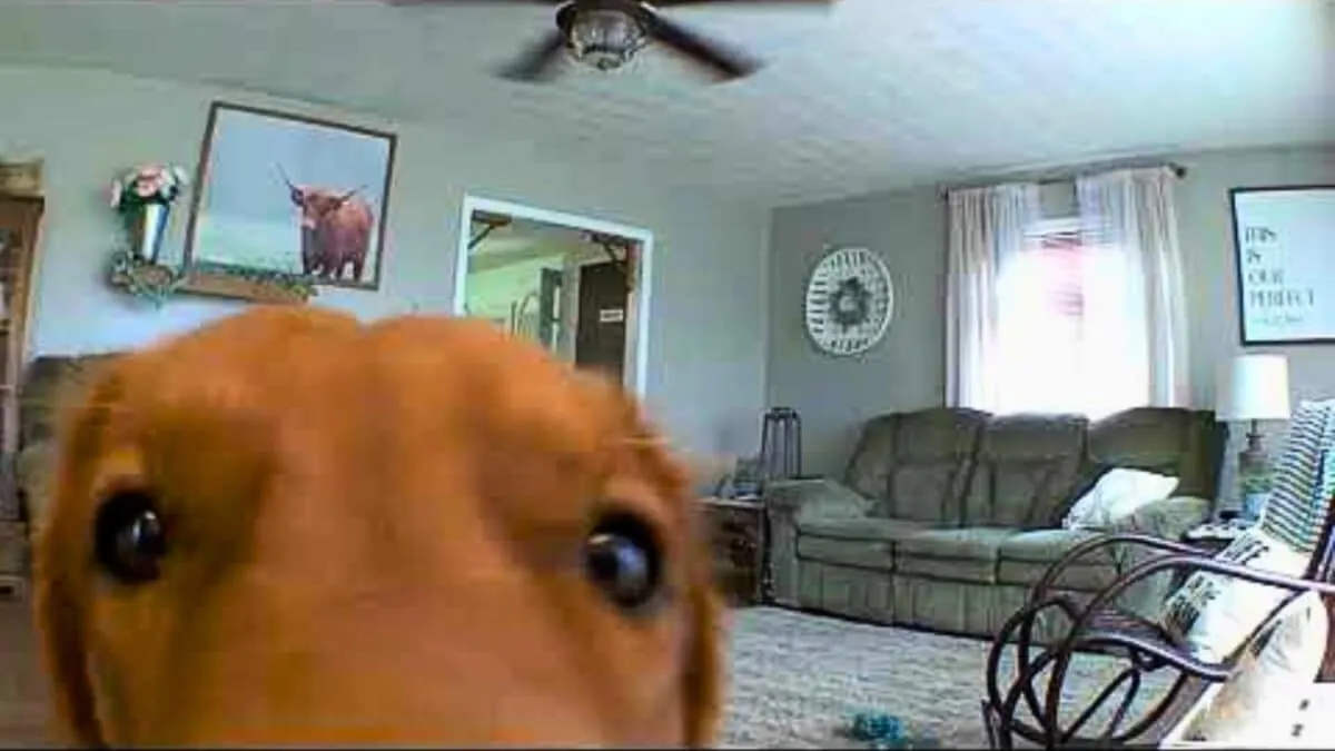 Golden Retriever Discovers Puppy Cam