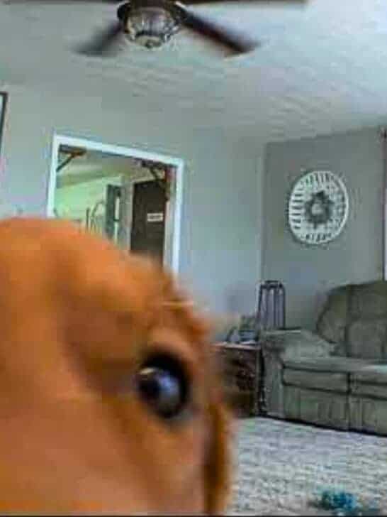 Watch: Golden Retriever Discovers His Puppy Cam