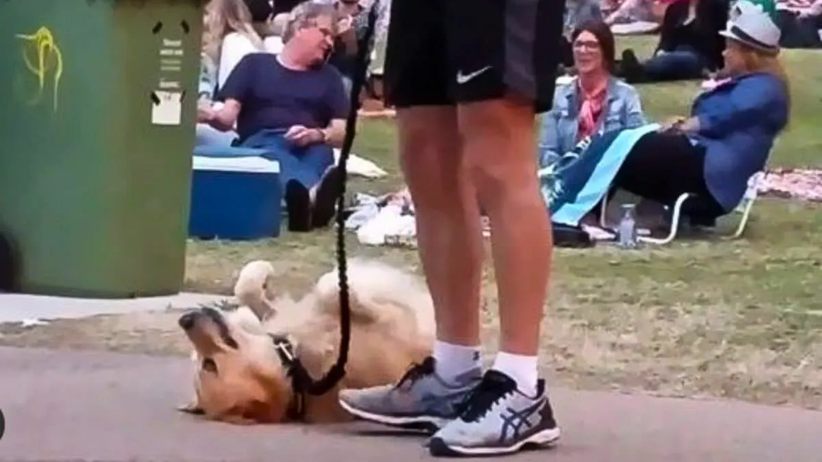 Dog Plays Dead to Avoid Going Home