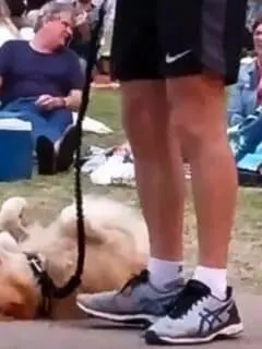 Dog Plays Dead to Avoid Going Home