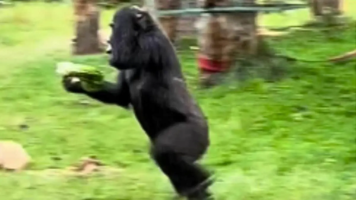 Gorillas Run for Shelter