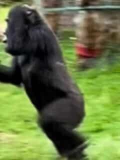 Gorillas Run for Shelter