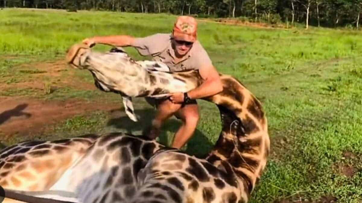 Giraffe rescue turns into wrestling match