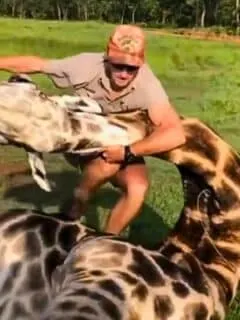 Giraffe rescue turns into wrestling match