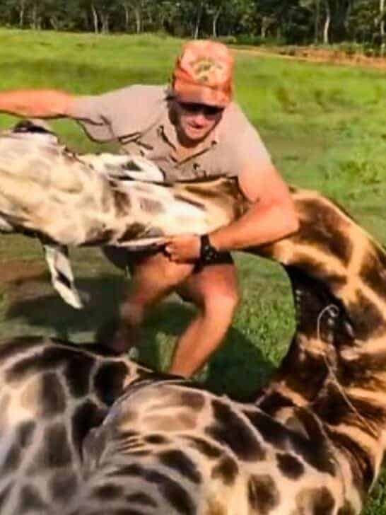 Giraffe Rescue Turns into Wrestling Match