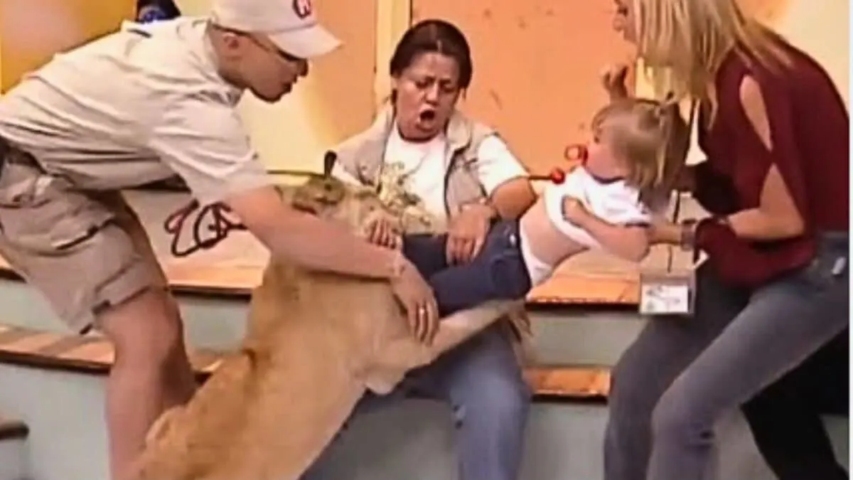 Lion Cub Attacks Screaming Toddler