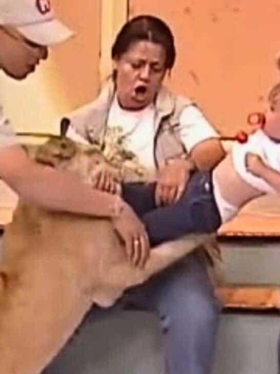 Lion Cub Attacks Screaming Toddler on Live TV