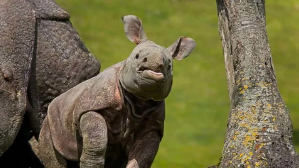 Baby Rhino Guards Mother