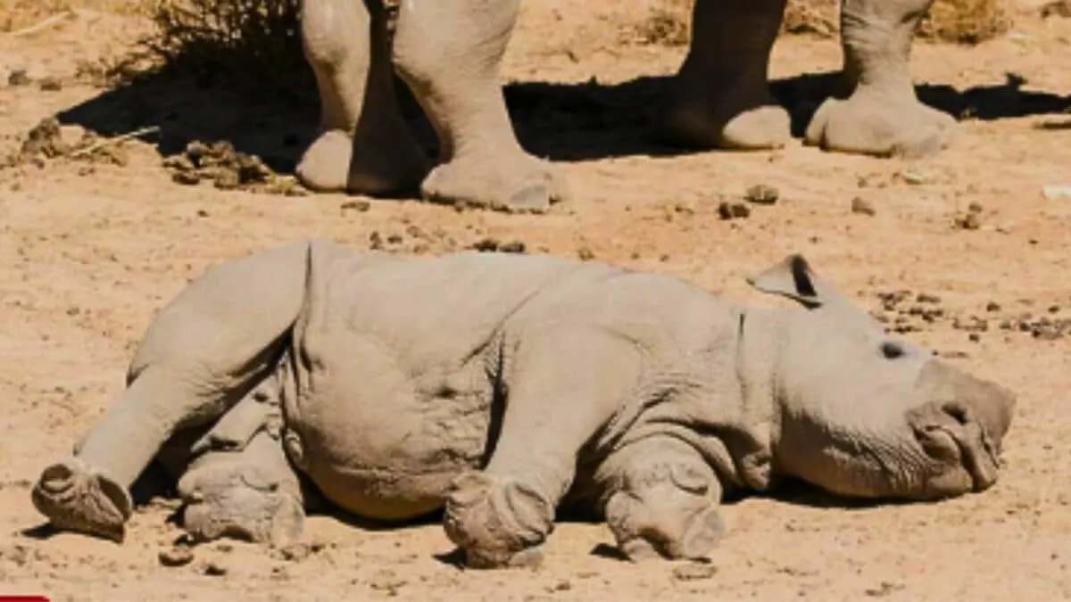 Baby Rhino Acting Silly
