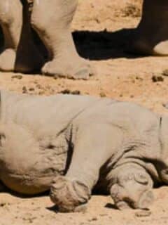 Baby Rhino Acting Silly