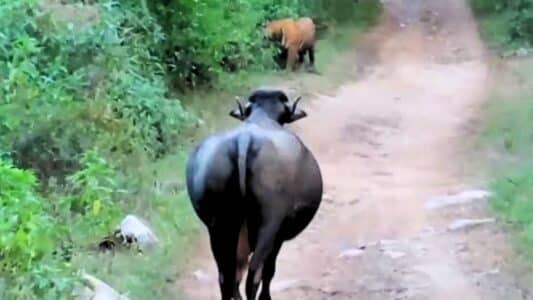 Domestic Buffalo Challenges a Male Tiger