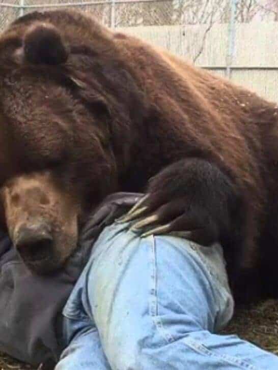 Watch: When Your Bear Had a Hard Day and Needs Extra Love