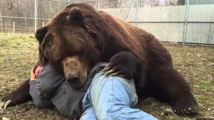 Watch: When Your Bear Had a Hard Day and Needs Extra Love