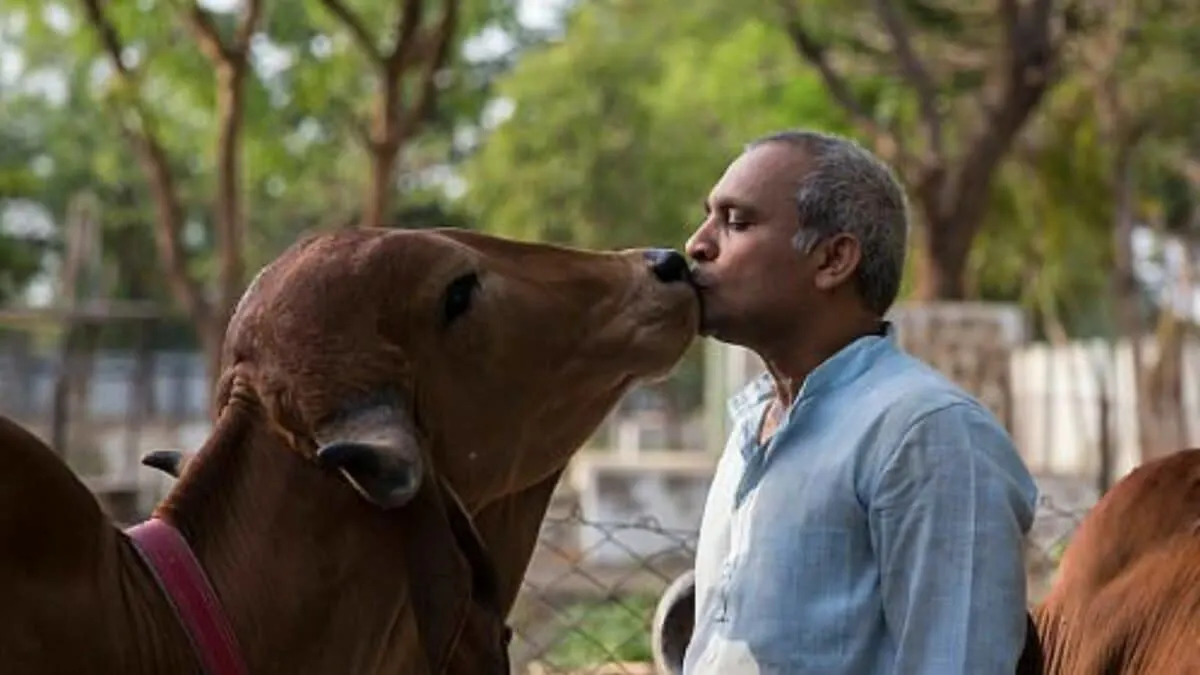 Man Saves Cow