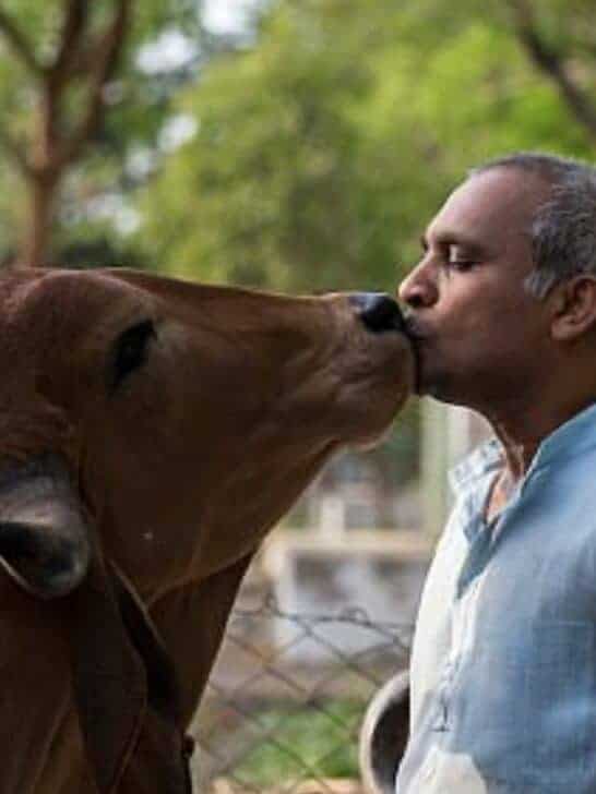 Brave Man Saves Cow from Drowning