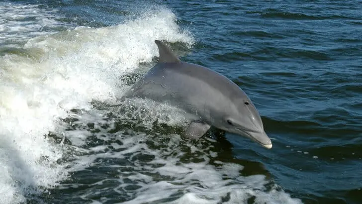 Lifeguard’s Swift Action Saves Stranded Dolphin