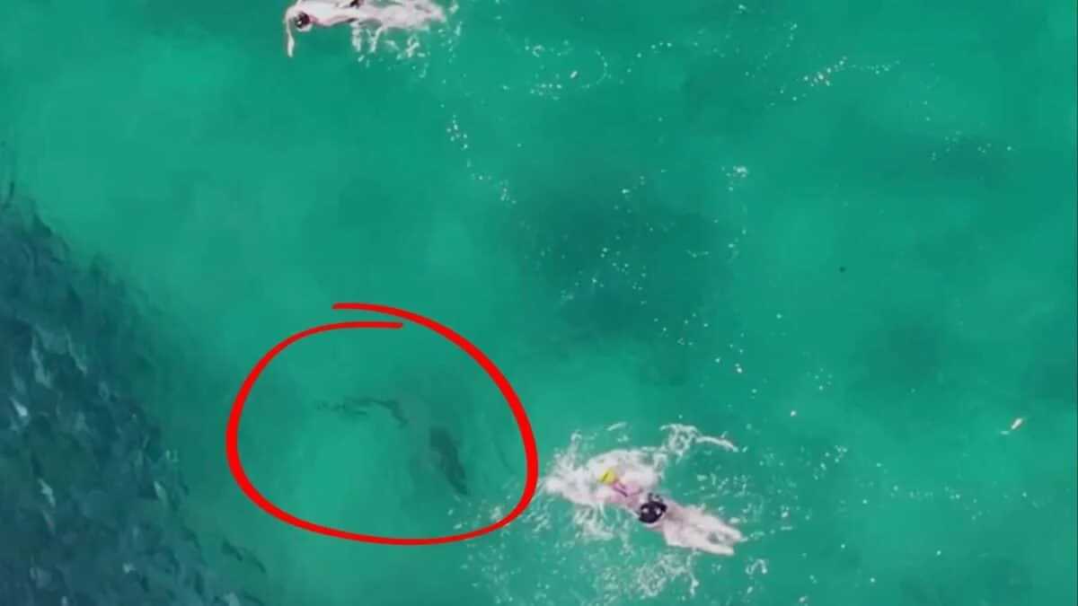 Shark Silently Approaches Unaware Swimmers in bondi