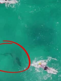 Shark Silently Approaches Unaware Swimmers in bondi