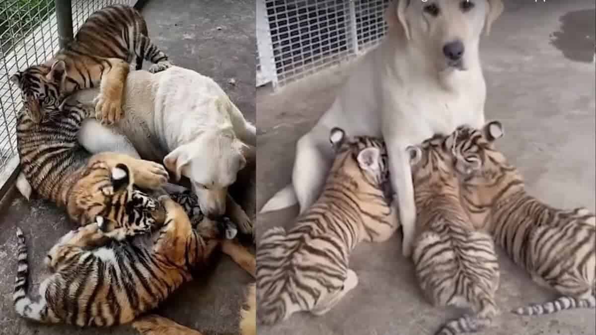 Dog Raises 3 Tiger Cubs